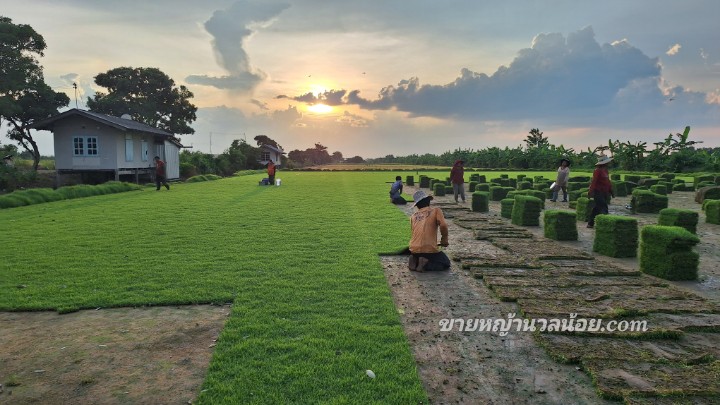 หญ้านวลน้อยข้อเสีย