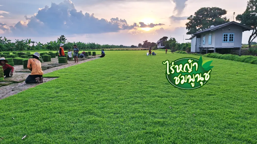 หญ้านวลน้อย