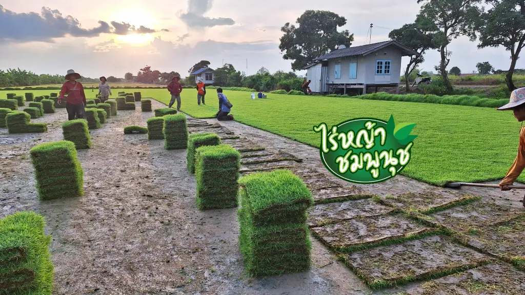 รูปจริงจากไร่หญ้าของเรา